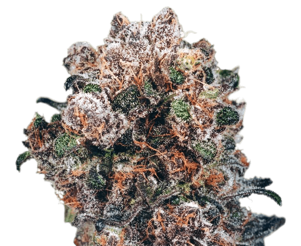CBD Blueberry feminised seeds in Europe