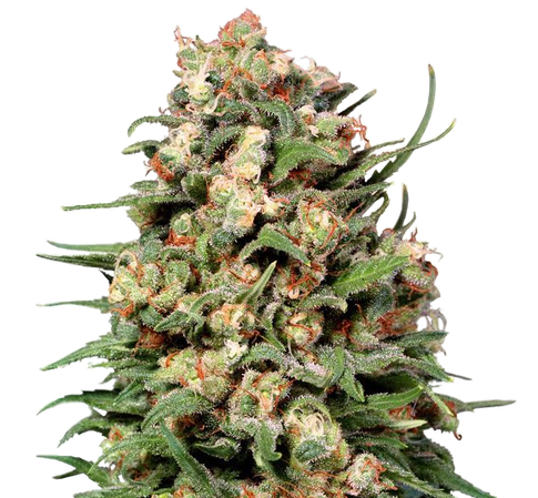 CBD Skunk # 1 regular seeds | Cannadna