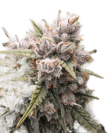 Auto Cinderella Jack | CBD Store Cannadna