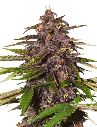 Graines féminisées CBD Auto Forbidden Cherry | Cannadna
