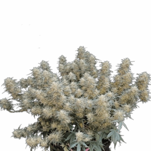 Strawberry Cheesecake Auto Feminised Seeds
