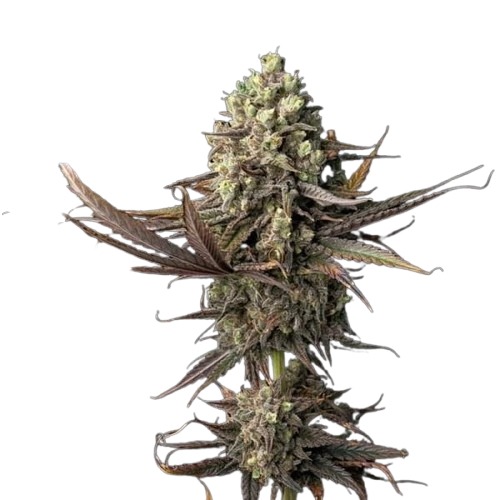 Semillas feminizadas Blue Dream Fast