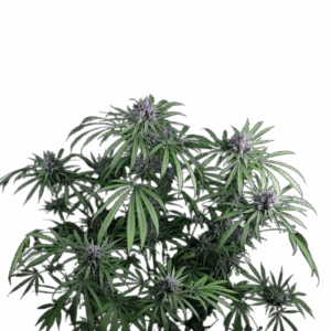 Purple Ghost Candy Feminised Seeds