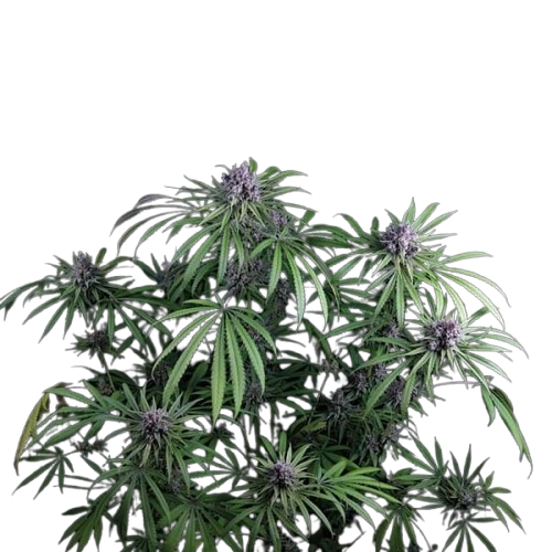 Semillas feminizadas Purple Ghost Candy