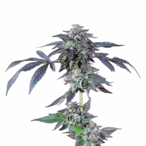 Banana Jealousy Feminised Seeds