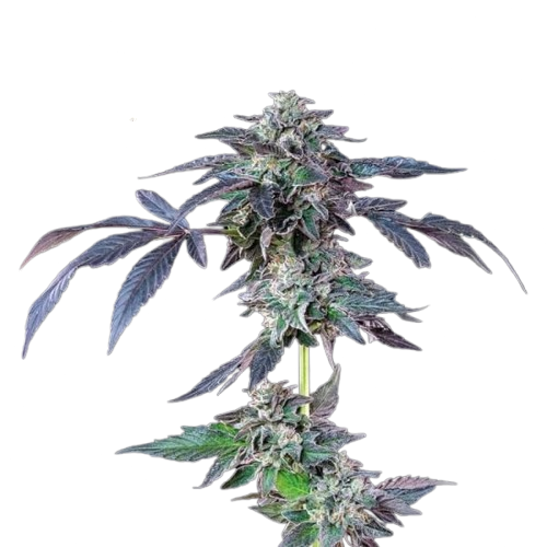Banana Jealousy Feminised Seeds