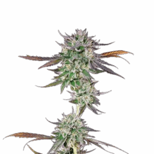 Gelato 41 BX Feminised Seeds