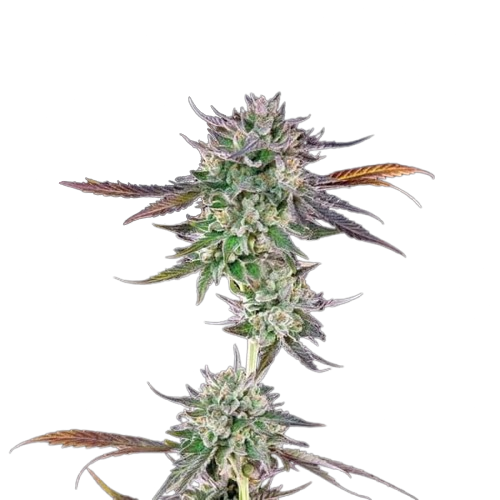 Gelato 41 BX Feminised Seeds