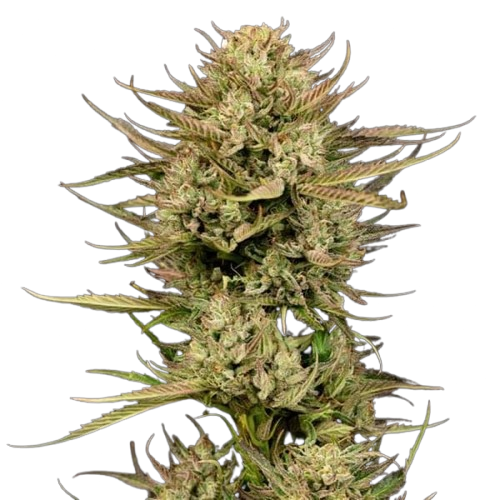 Cherry Punch Feminised Seeds