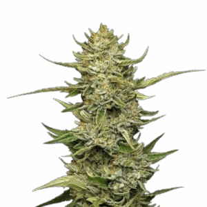 Sour Diesel Auto -feminisoidut siemenet