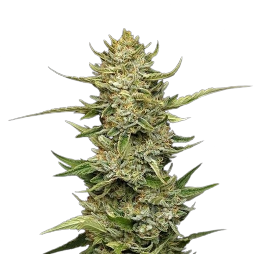 Graines féminisées Sour Diesel Auto