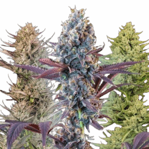 Seedsman MegaMix Auto Feminised Seeds