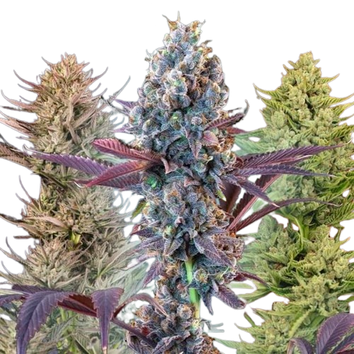 Seedsman MegaMix Auto Feminised Seeds