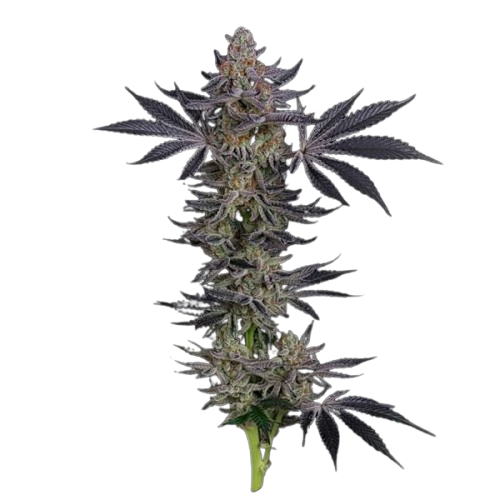 Semillas feminizadas de Gorilla Runtz