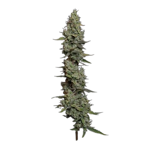 Semillas feminizadas de Wedding Cake Auto