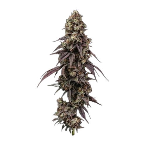 Semillas feminizadas Ice Dream Cake Fast