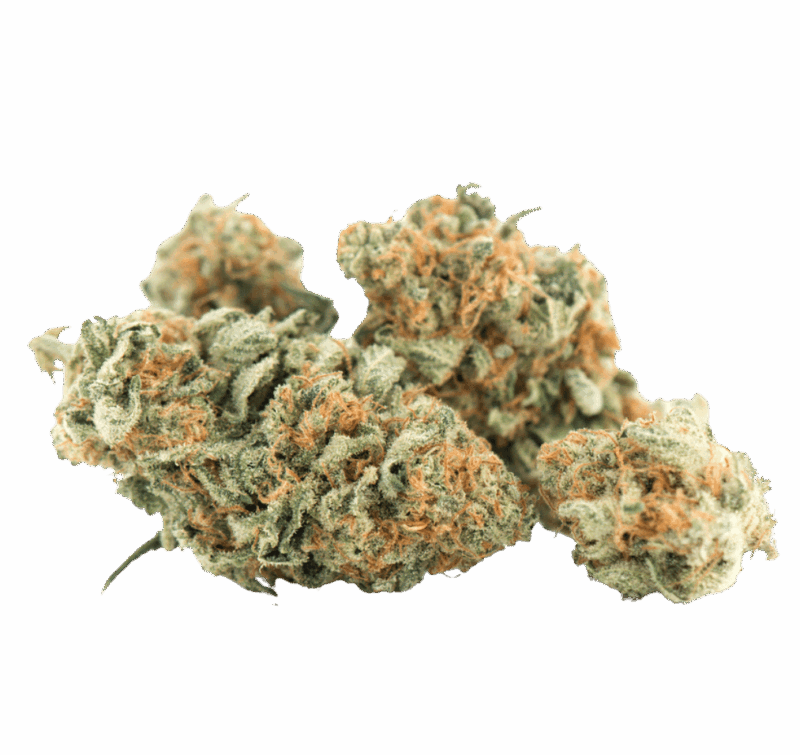 CBD Gelato Indoor