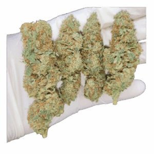 CBD Golden Goat – Indoor