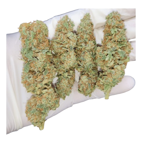 CBD Golden Goat – Indoor