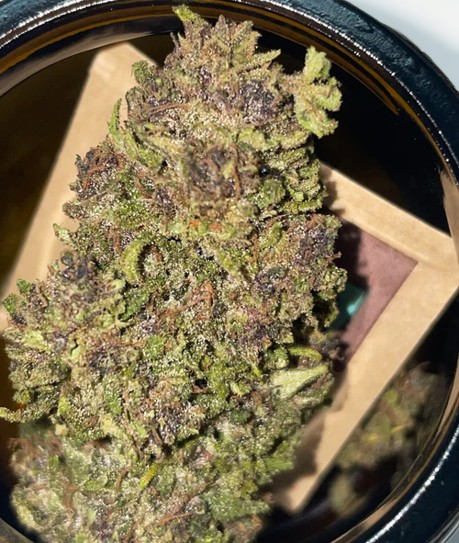 El legendario té de flores de cáñamo OG: aroma a CBD intenso y complejo